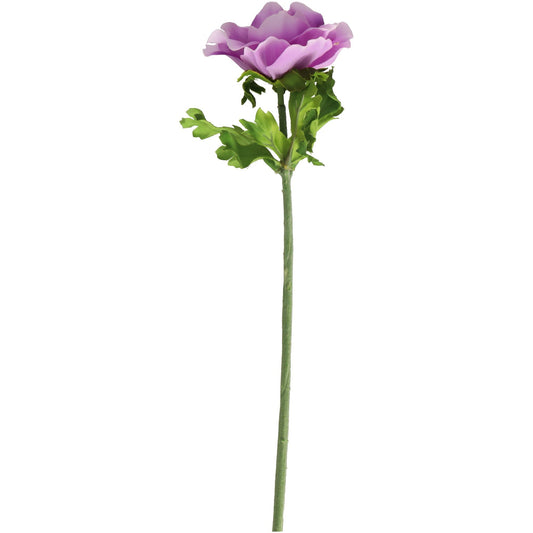 Anemone, violett