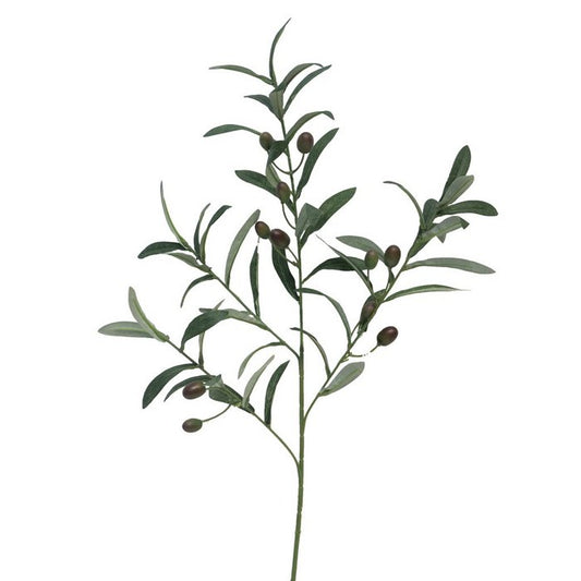 Olivenzweig