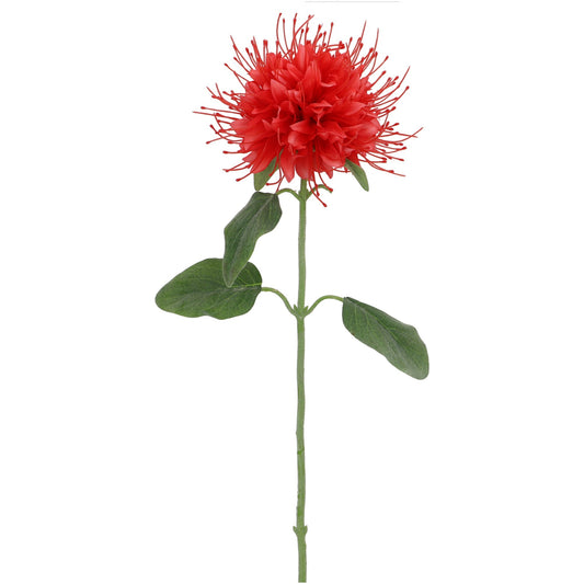 Monarda, korall