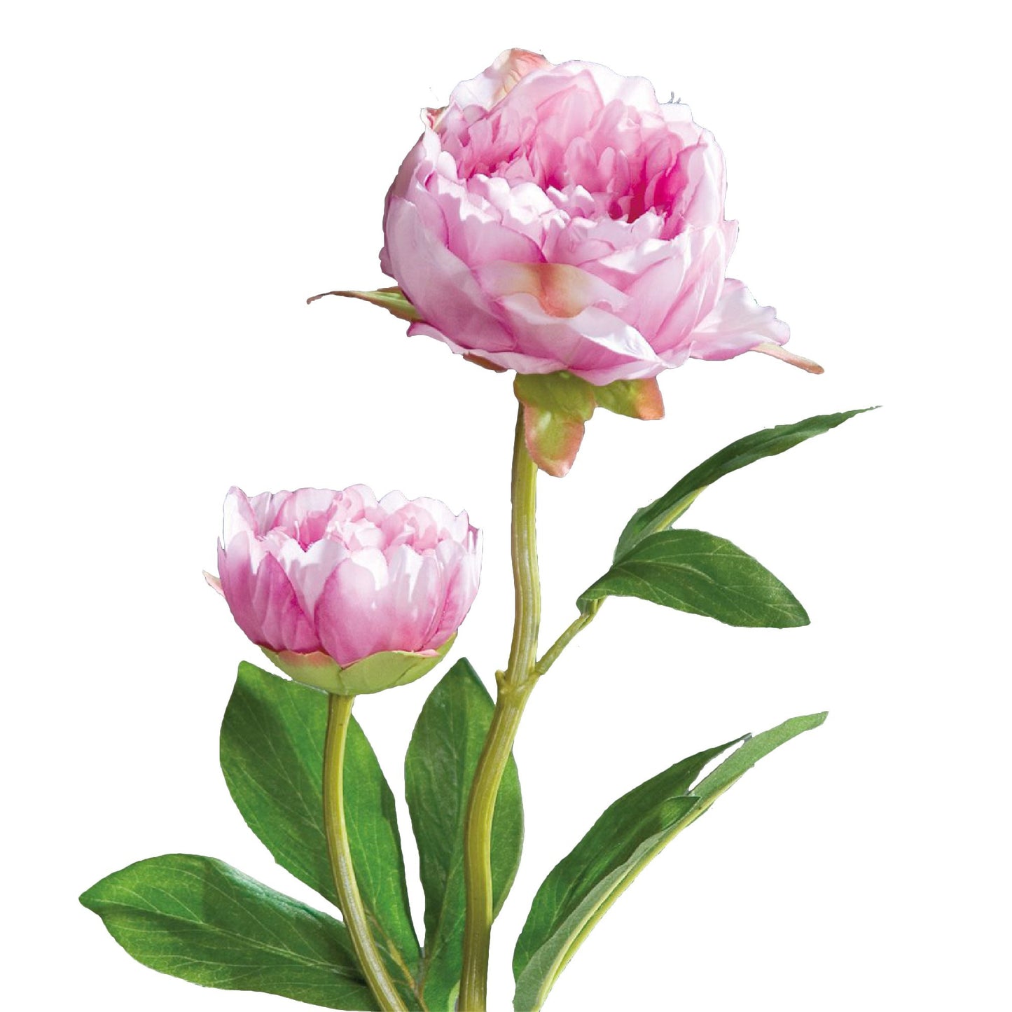 Pfingstrose