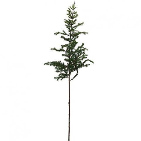 fir branch