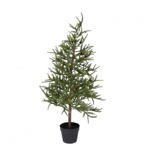 fir in the pot