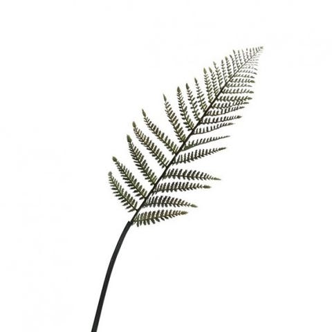 leather fern