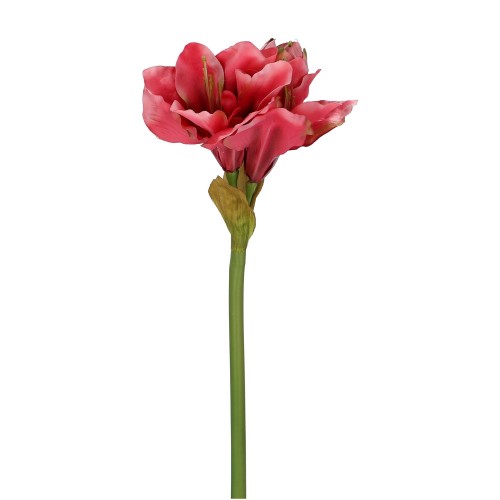 Amaryllis 'Melan'