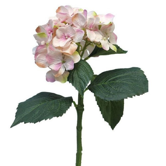 Hydrangea white/pink