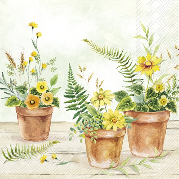 Plants in Pots
