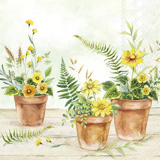 Plants in Pots